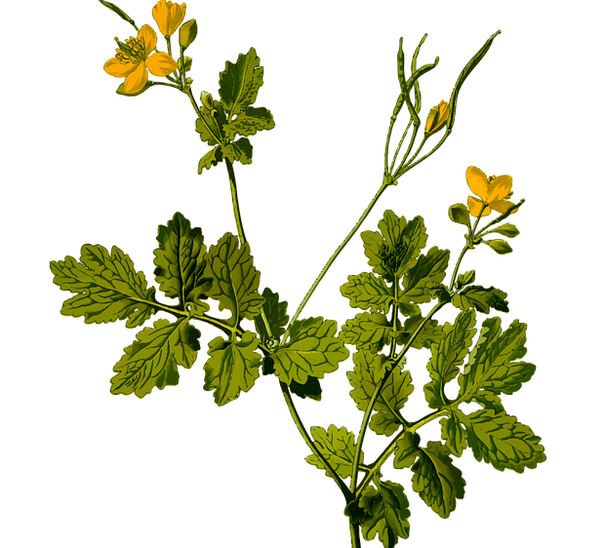 Kraut zur Linderung von Hodenschmerzen bei Männern